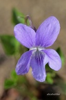 Hain-Veilchen (Viola riviniana)